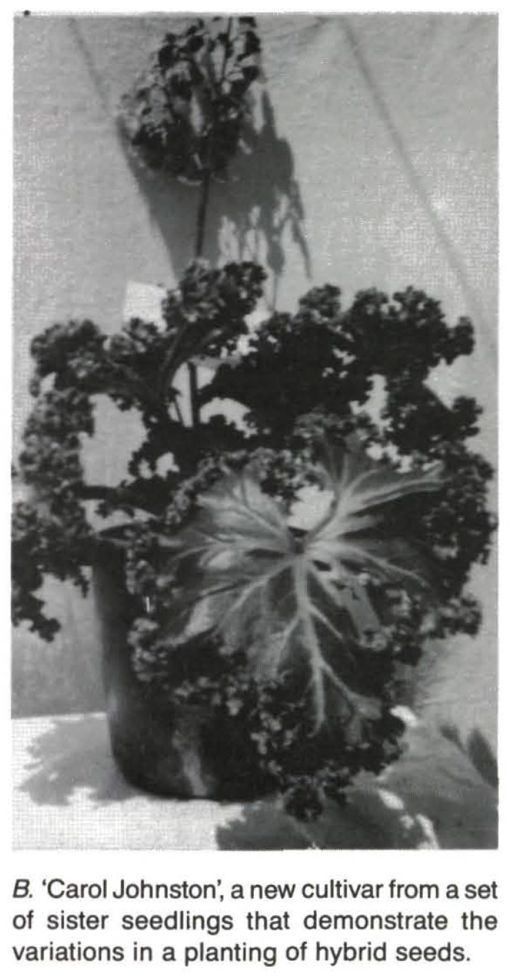 B. ‘Carol Johnston’
